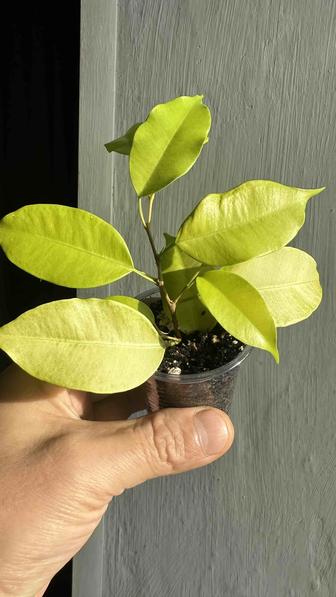 Фикус Бенджамина Yellow Gold / Yellow Gold Var яркие черенки