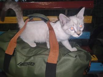 Отдам котенка