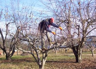 Обрезка деревьев