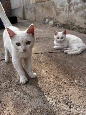 Котята ищут себе дом