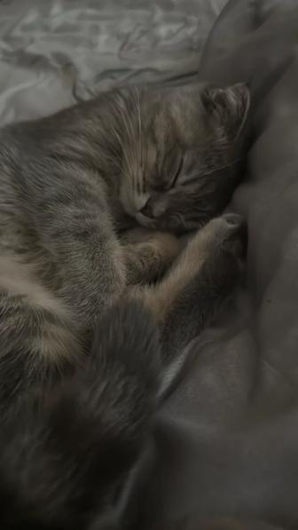 Найдена кошка