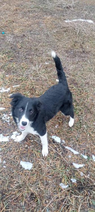 Щенки ищут семью