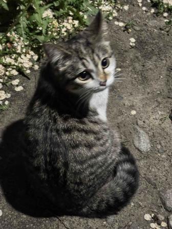 Нашлась кошка, очень ласковая