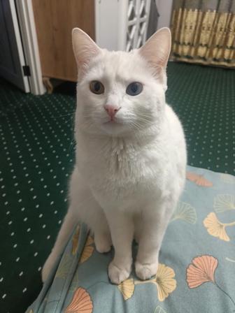 Кошка Альбинос