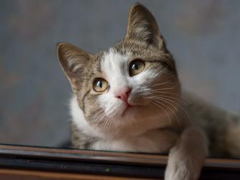 Котенок , мальчик, 6 месяцев. Тимоша. От глистов и блох обработан.