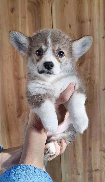 Продажа щенков вельш-корги пемброк