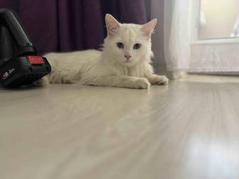 Отдам только в хорошие руки , молодого кота .