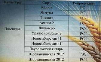 Семена Пшеницы