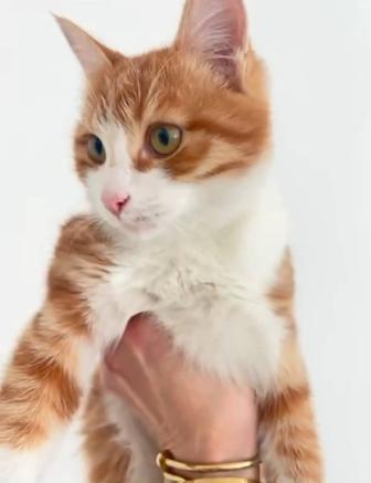 Пристраиваю рыжего котика в отличную семью без выгула