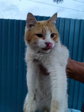 Отдам кота в хорошие руки