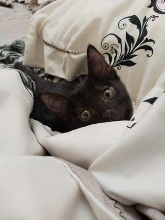 Котенок сиамской кошки