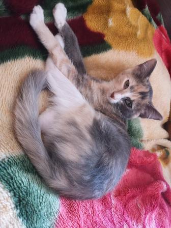 Отдам котенка