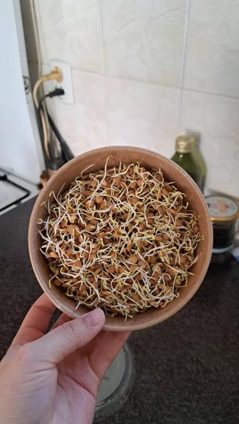 Проростки ЧЕЧЕВИЦЫ