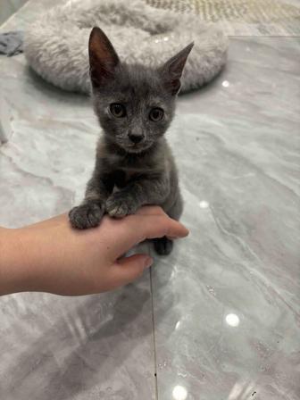Котенок