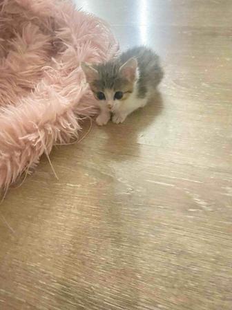 Котенок девочка ищет хозяев