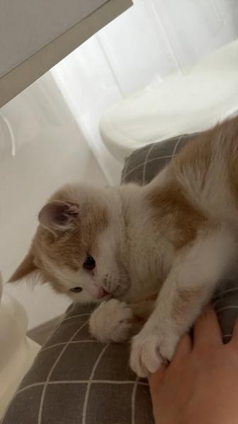 Котенок шотландский