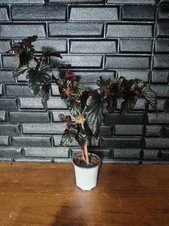 Бегония черный принц