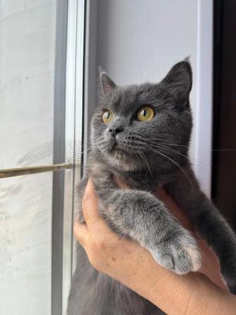 Отдам молодую кошку в заботливые руки