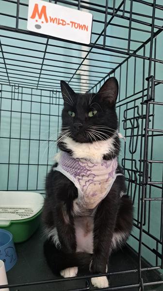 Ищу хозяев для кошечки. Стерилизована