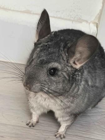 шиншилла мальчик