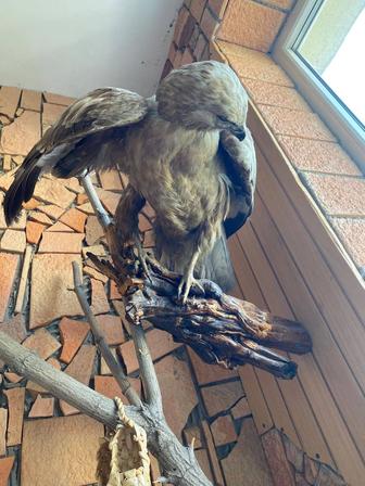 Ястреб чучело