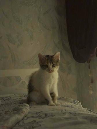 Отдам котенка