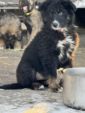 Щенок, прелестная девочка ищет любящую семью.