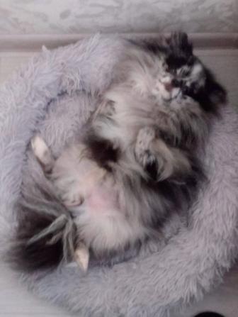 Продам кобелька порода шпиц