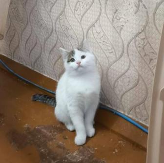 Белый котенок на пристройство
