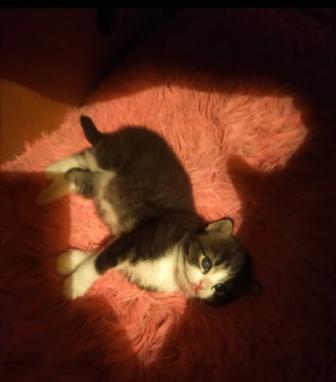 Котенок скоттиш страйт котята