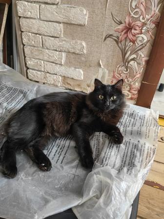 Отдам черного кота охотника на мышей кастрирован, привит