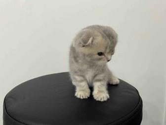 Вислоухие котята шотландской породы чистокровные !