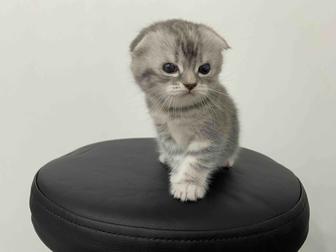 Вислоухие котята шотландской породы чистокровные !