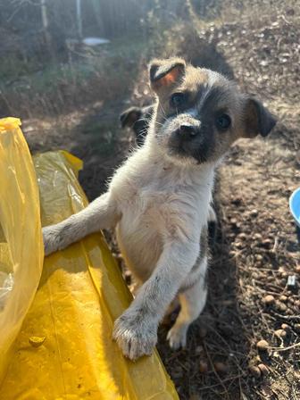 Щенок ищет дом