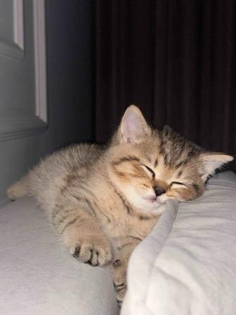 Котенок Шотландец Скоттиш Страйт