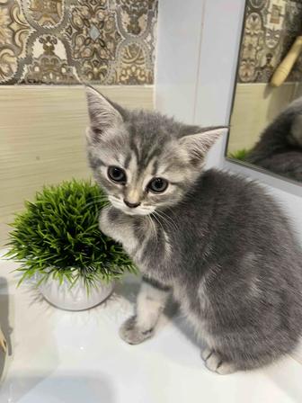 Отличный подарок! Британские котята с уникальным окрасом!2 месяца котятам
