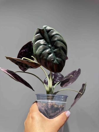 Продажа Алоказия Купрея или Ред сикрет