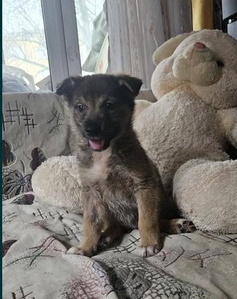 Отдам щенка, можем привезти