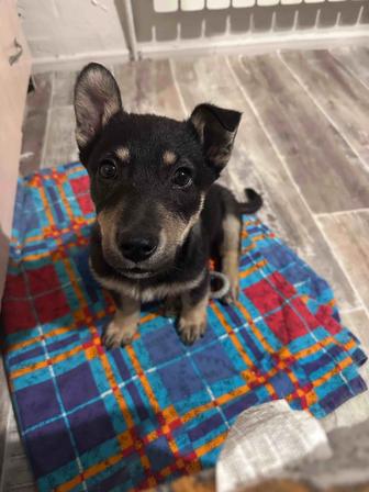 Щенок ждет родителей