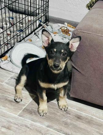 Щенок ждет родителей