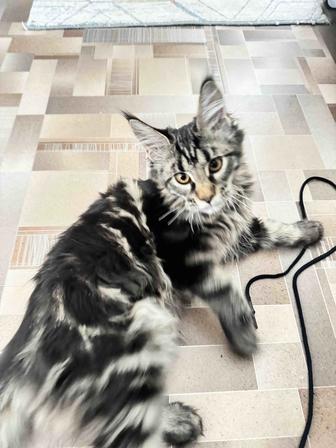 Котята Мейн кун