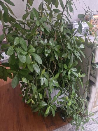 Продам комнатные цветы