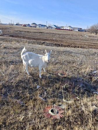 Продам дойную козу породы заанен 4года.