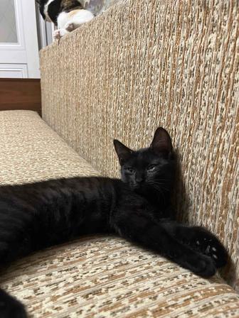 Кошечка, в добрые руки
