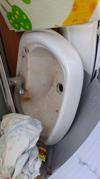 Раковина тюльпан