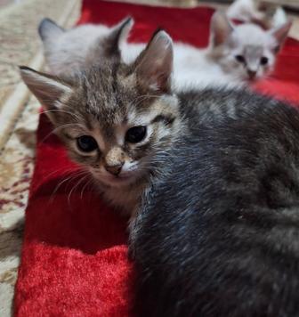 Кошки