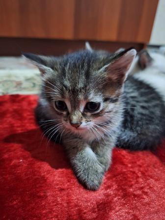 Кошки