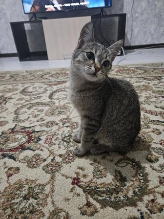 Кошки