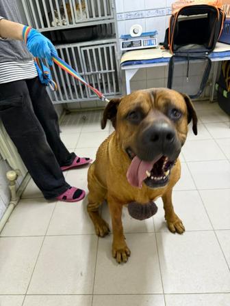 Найден кобель домашний, ищем хозяев