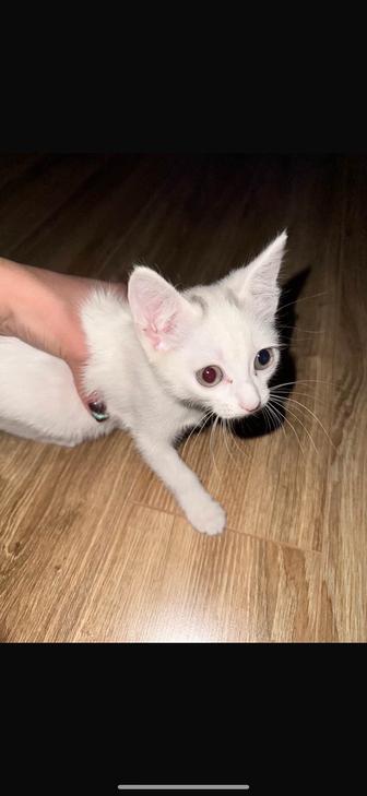 Отдам котенка
